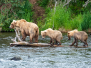 2021 Alaska Bears