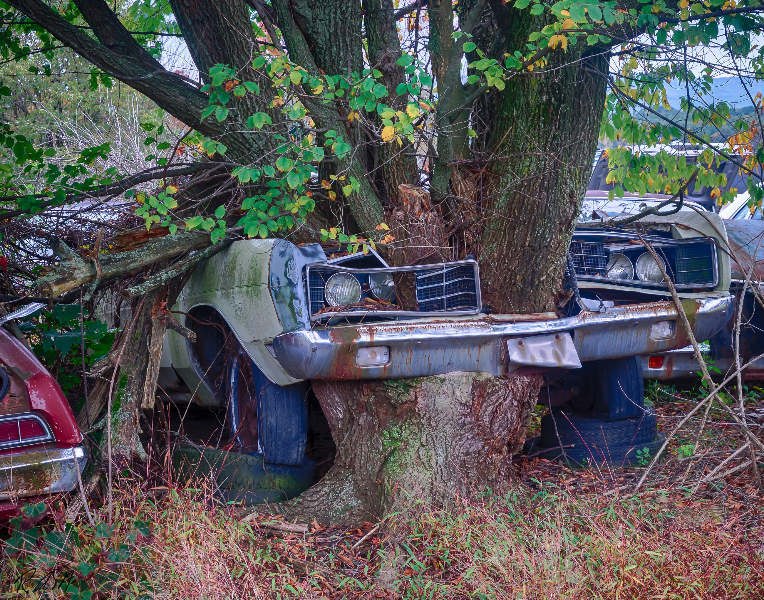 Abandoned-Cars-7