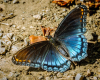 Butterflies-6