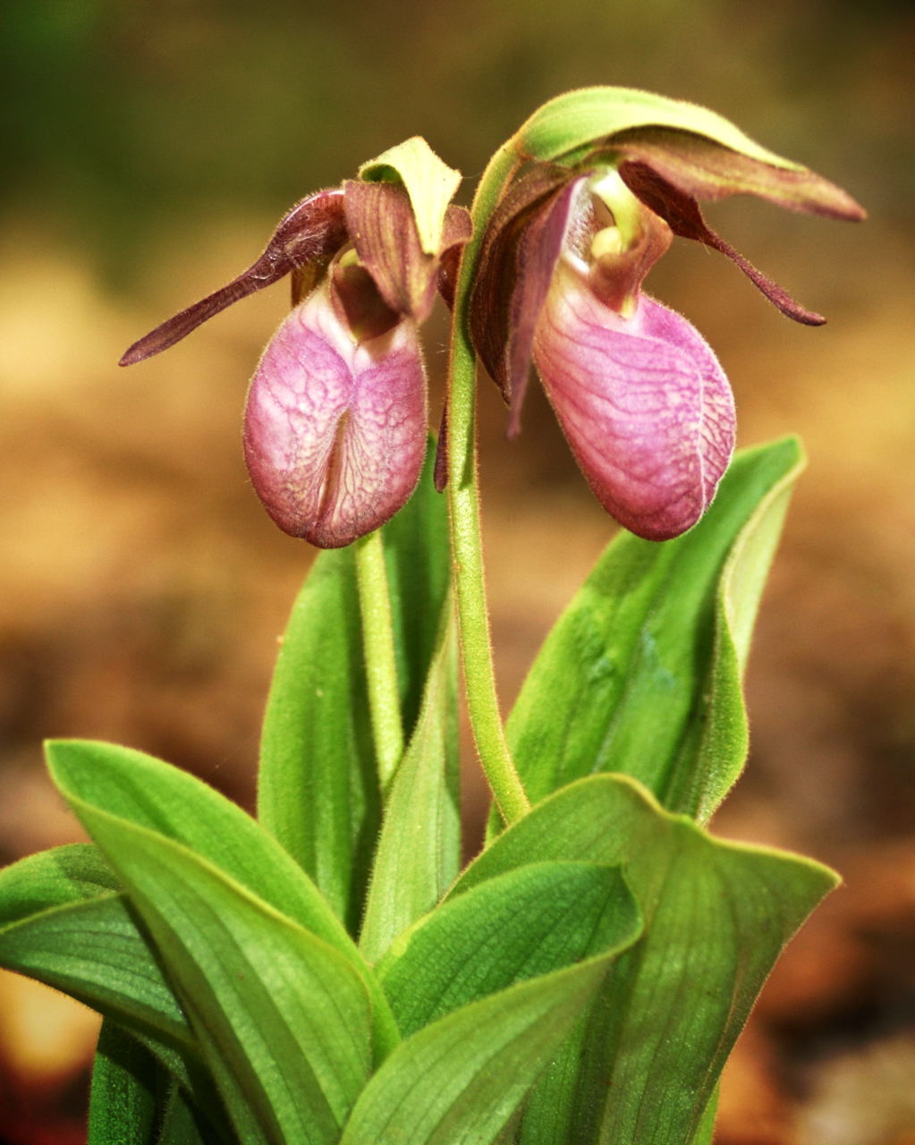 Pair Pink Lady Slippers #1