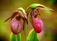 Pair Pink Lady Slippers #2