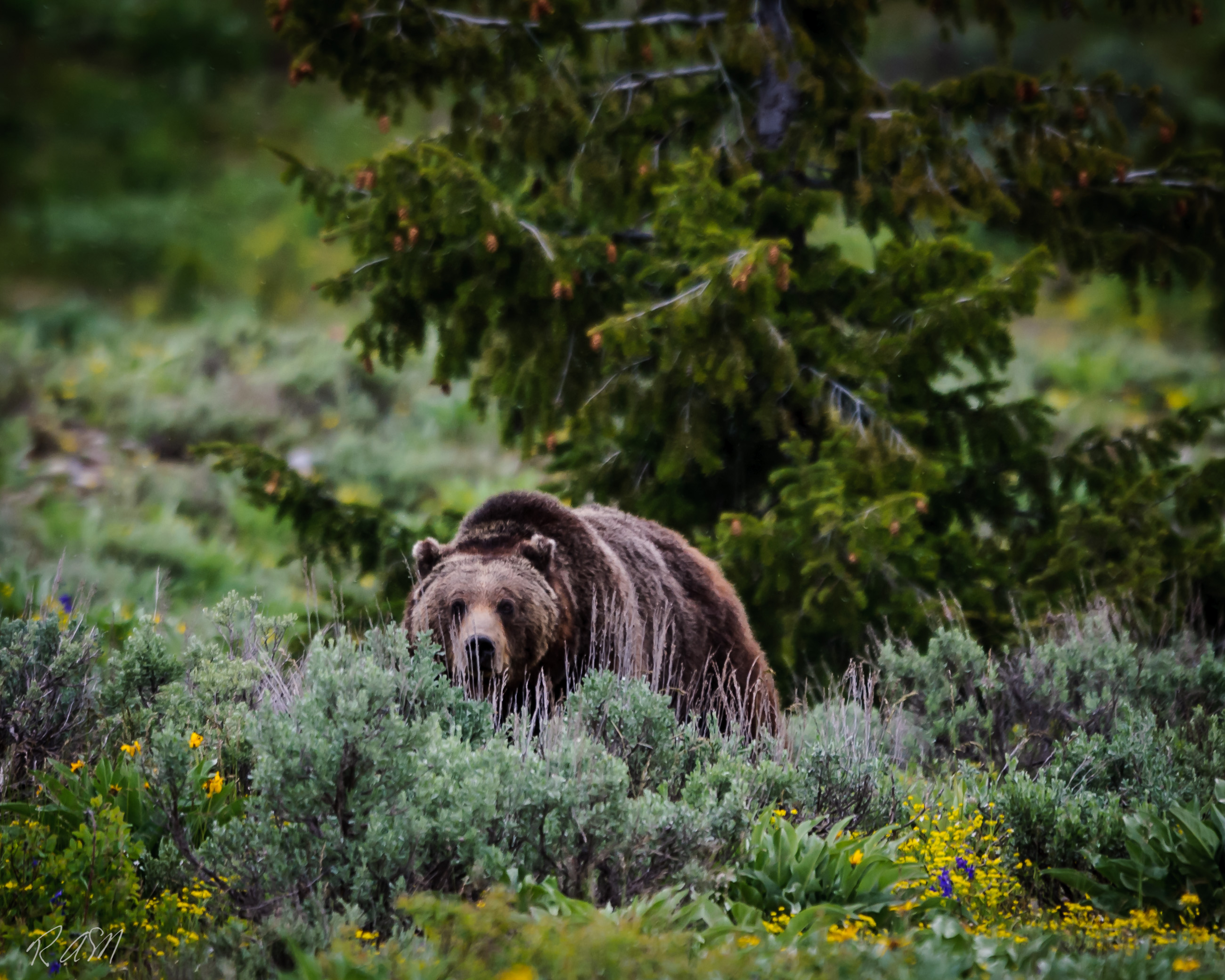 Grizzley Bears-5