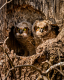 Owls-10
