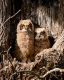 Owls-9