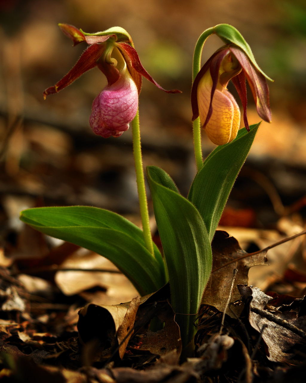 Pair Pink Lady Slippers #4