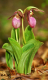 Pair Pink Lady Slippers #3