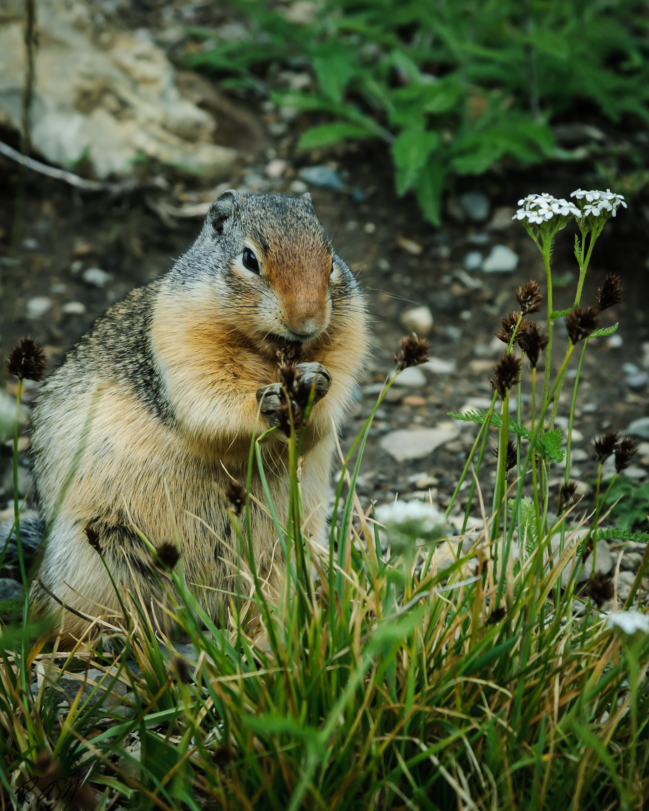 Wildlife Columbian Ground Squirrel