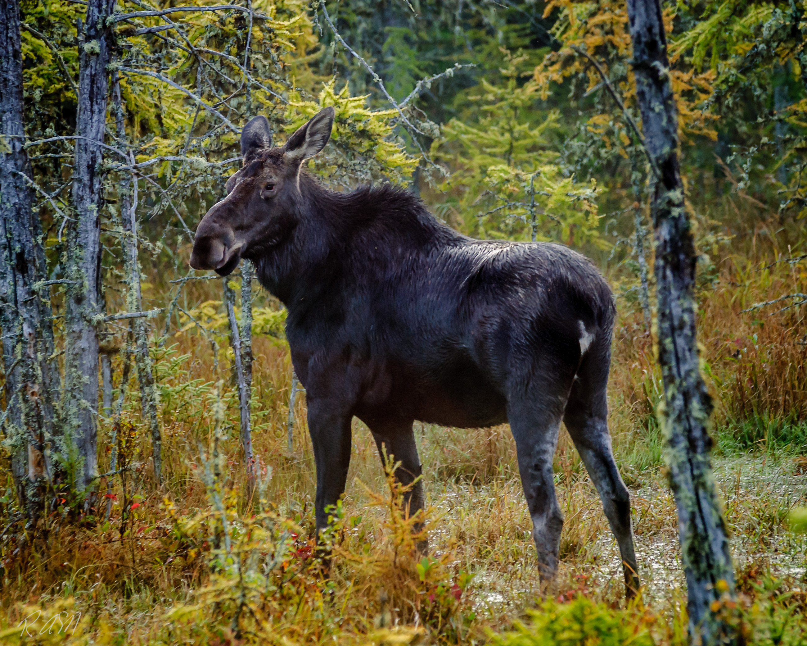 Moose-1