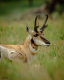 Pronghorn Antelope-1